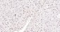 PCNA Rabbit pAb